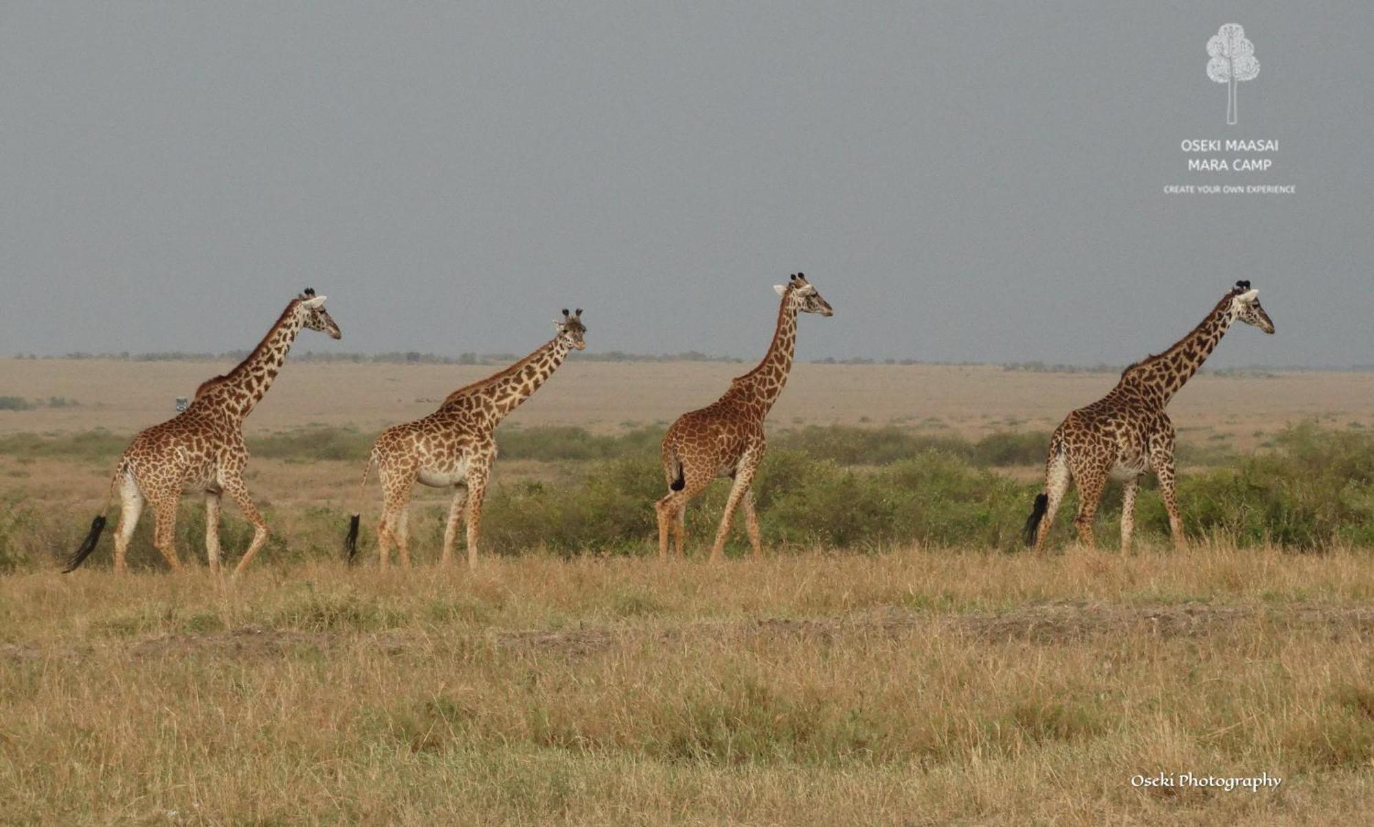 מלון Narok Oseki Maasai Mara Camp מראה חיצוני תמונה