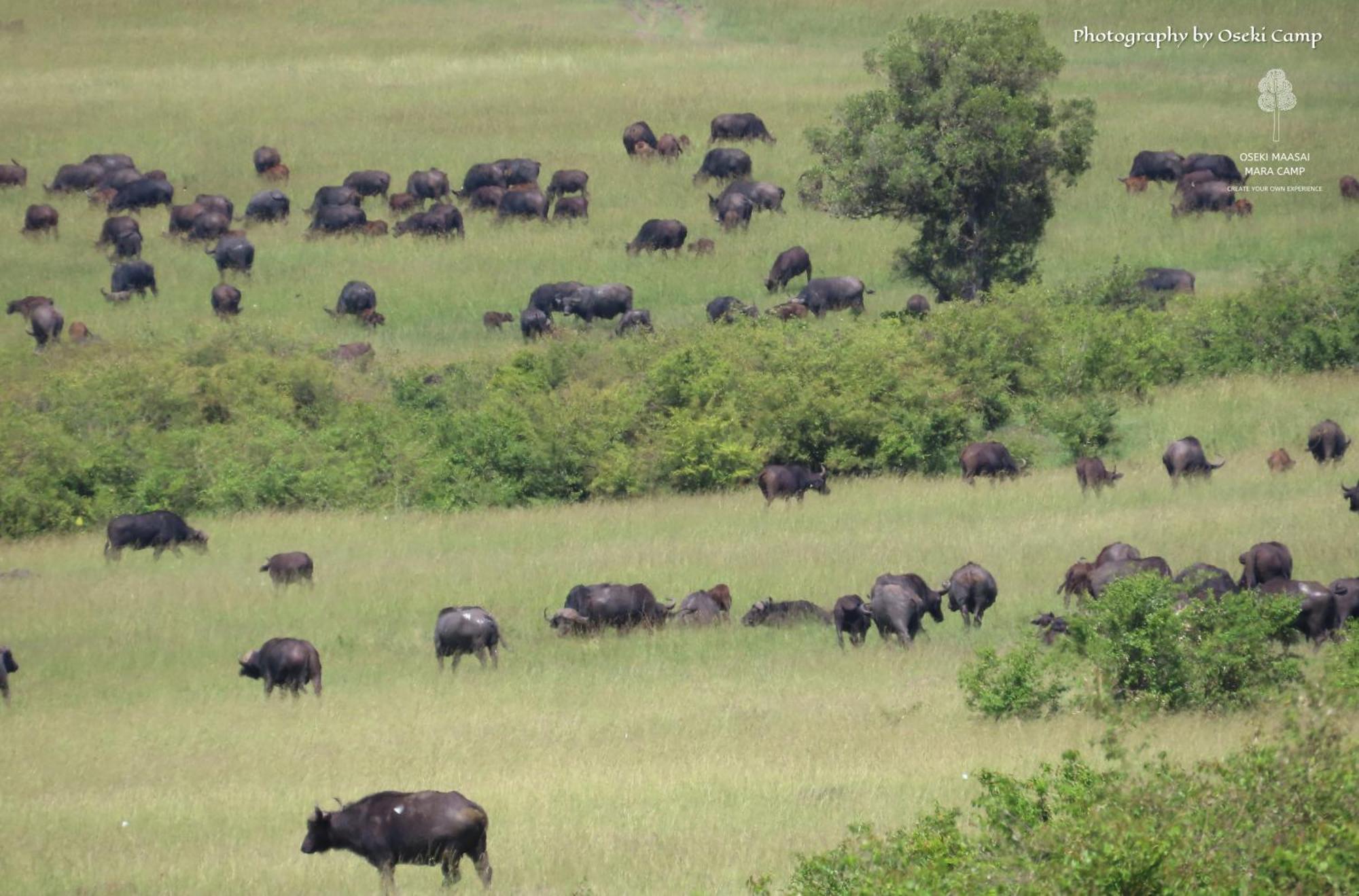 מלון Narok Oseki Maasai Mara Camp מראה חיצוני תמונה