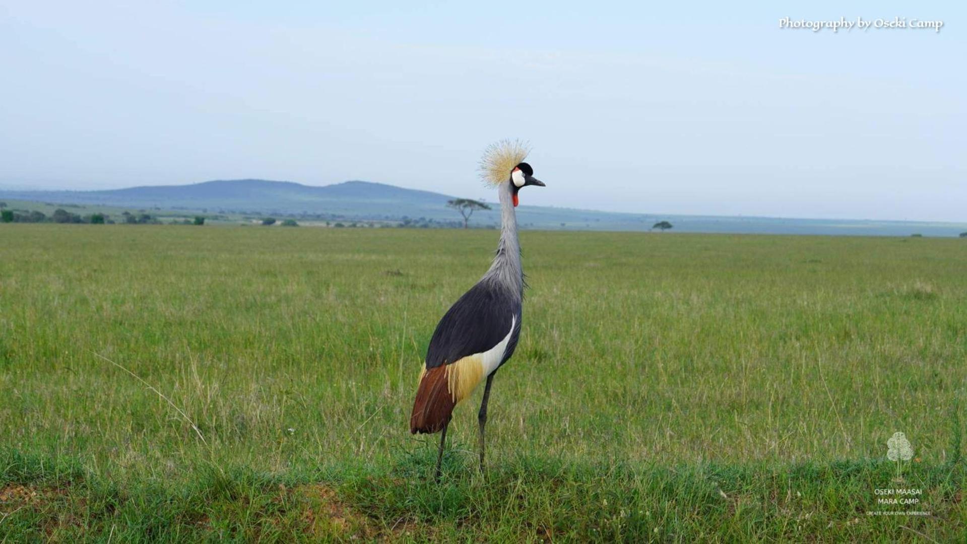 מלון Narok Oseki Maasai Mara Camp מראה חיצוני תמונה