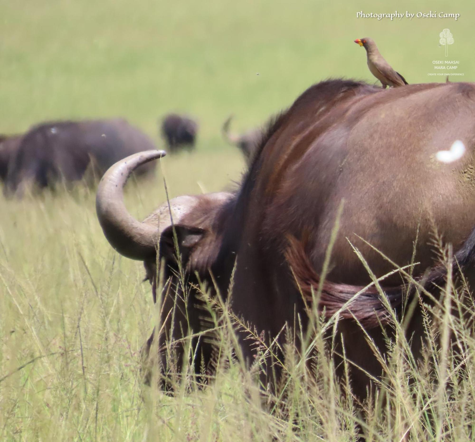 מלון Narok Oseki Maasai Mara Camp מראה חיצוני תמונה