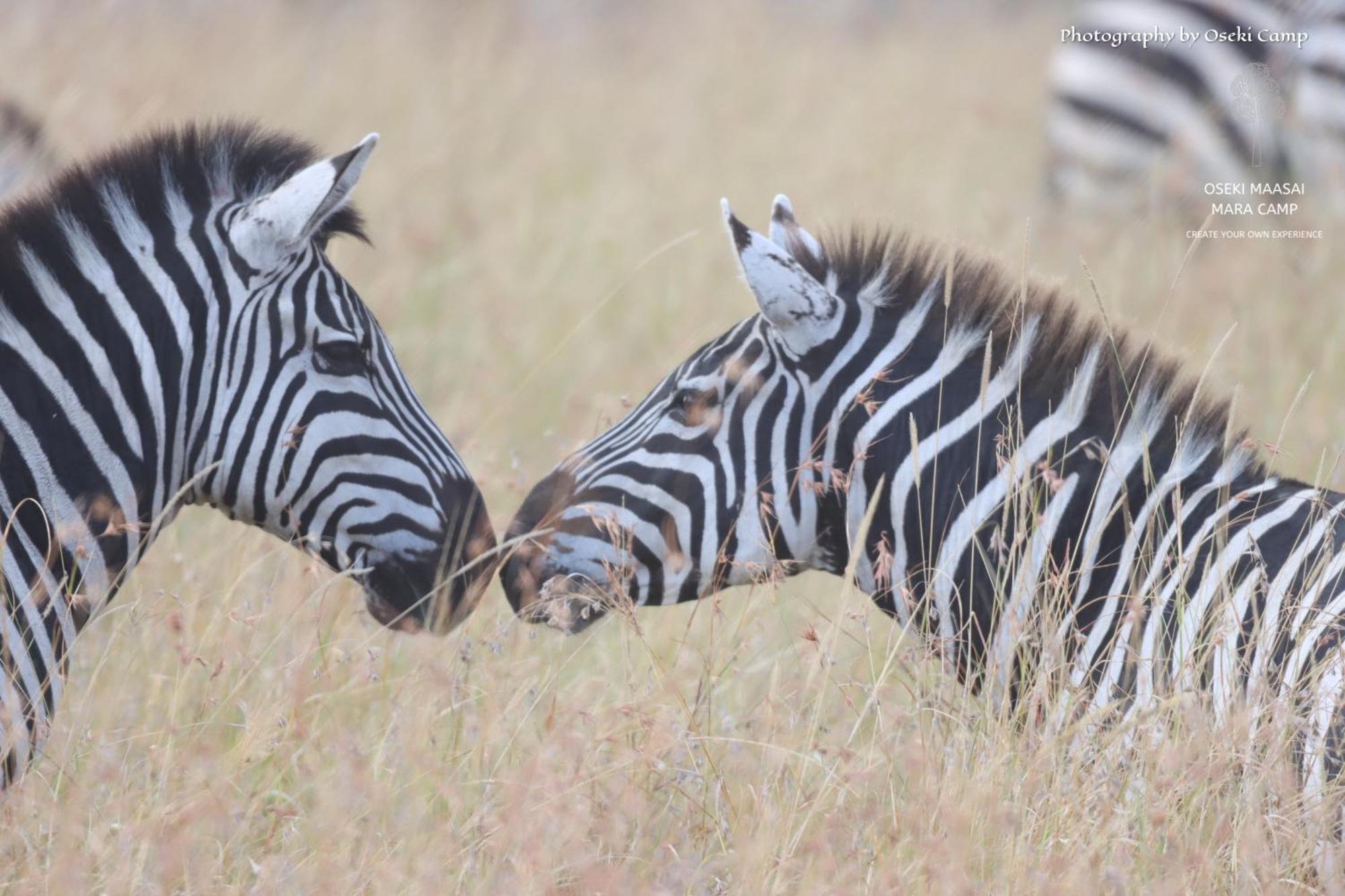 מלון Narok Oseki Maasai Mara Camp מראה חיצוני תמונה