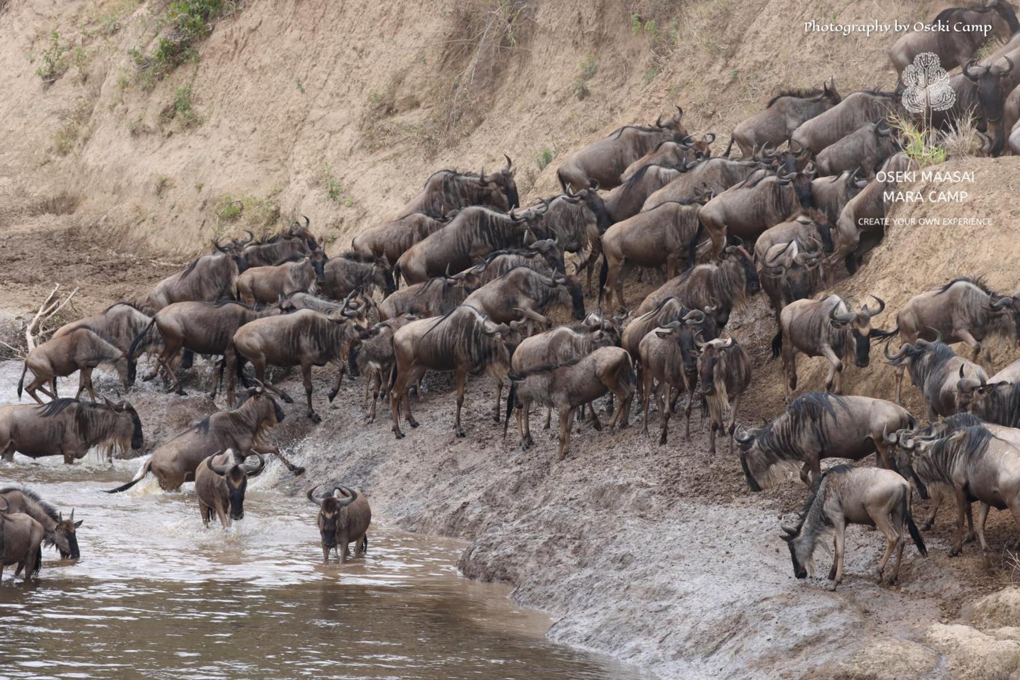 מלון Narok Oseki Maasai Mara Camp מראה חיצוני תמונה