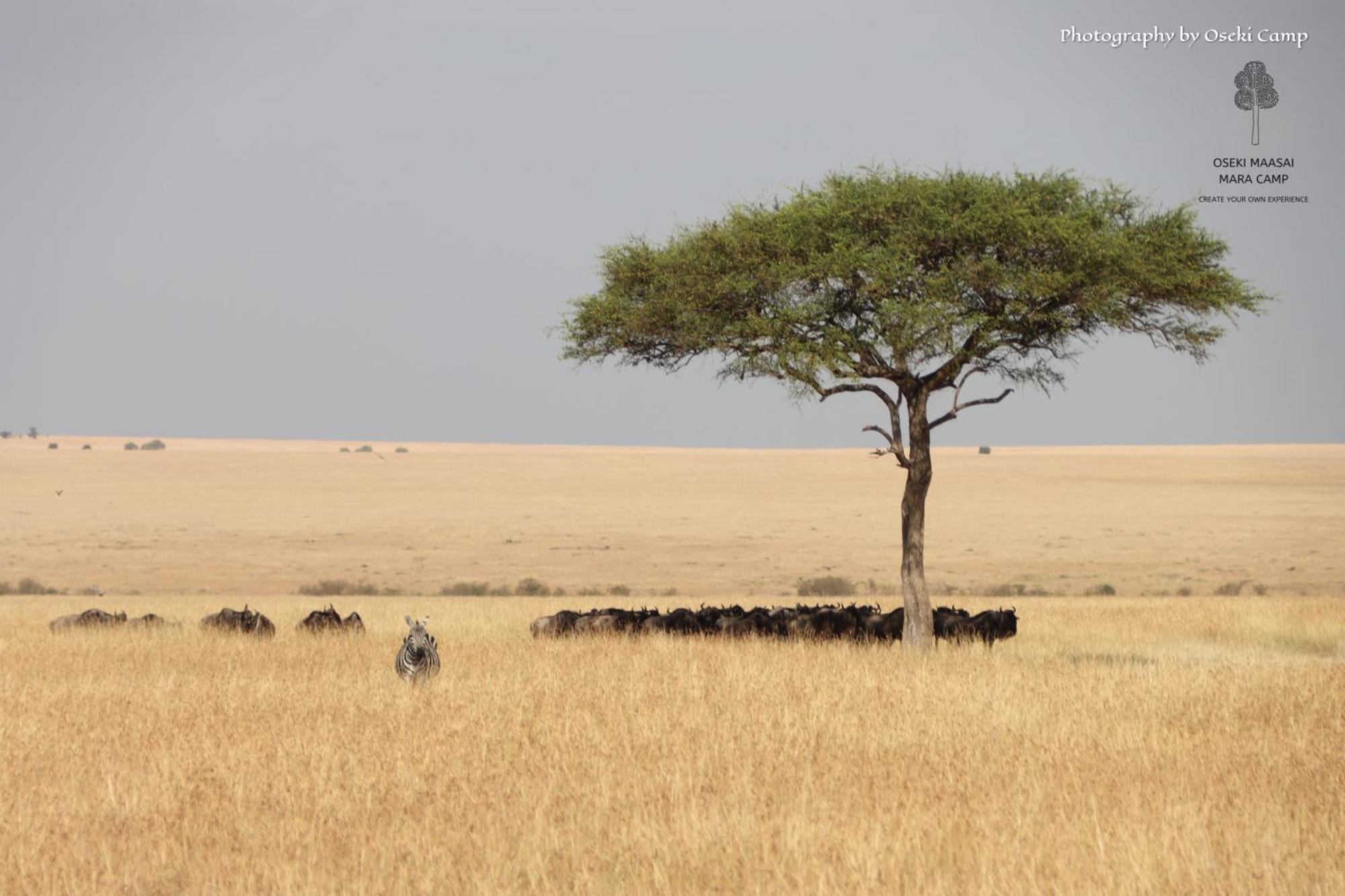 מלון Narok Oseki Maasai Mara Camp מראה חיצוני תמונה