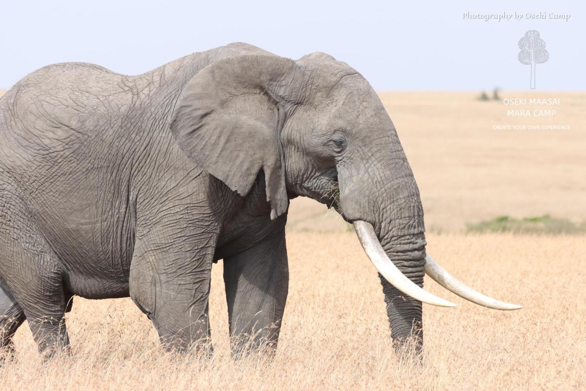 מלון Narok Oseki Maasai Mara Camp מראה חיצוני תמונה