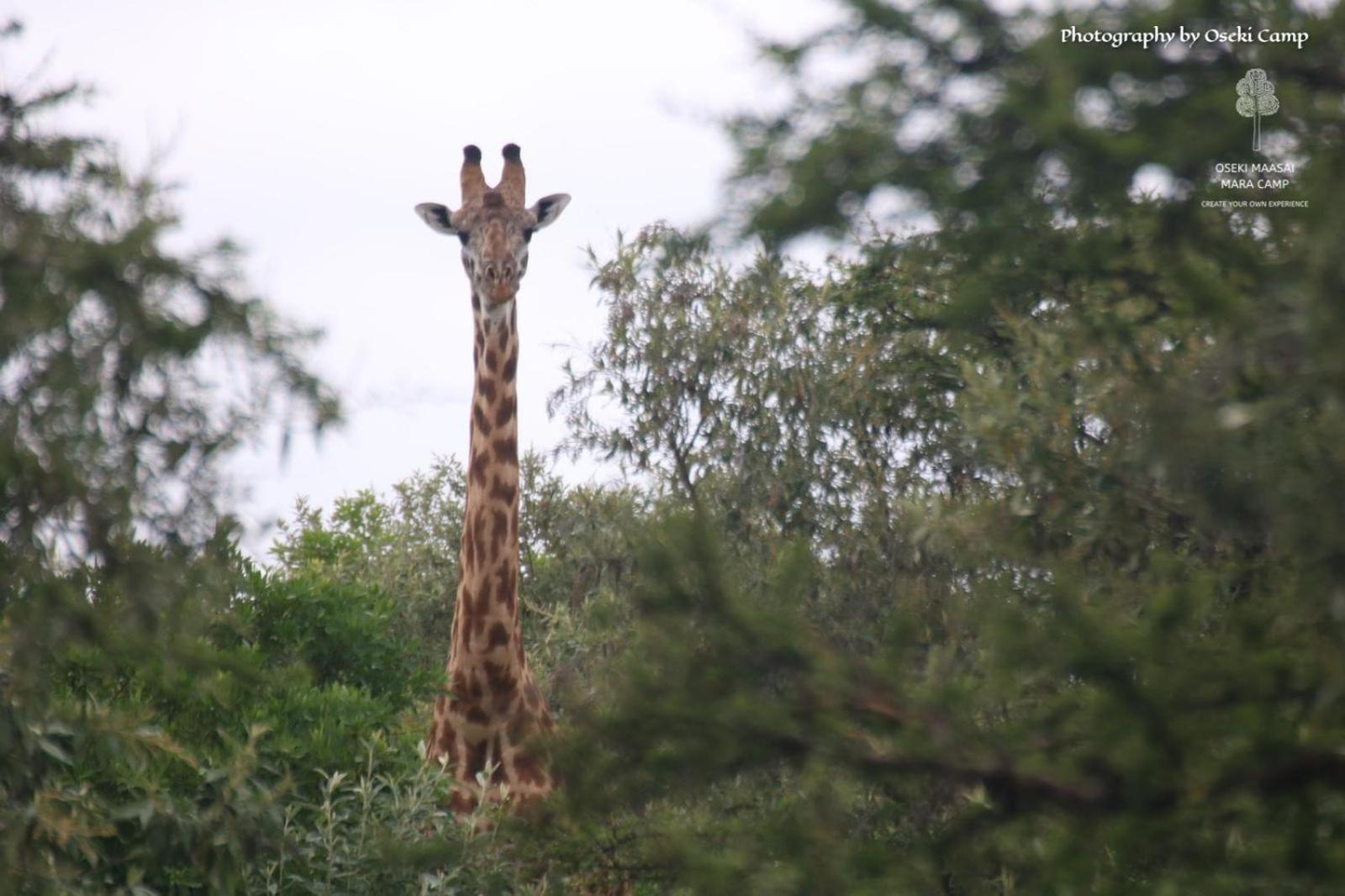 מלון Narok Oseki Maasai Mara Camp מראה חיצוני תמונה